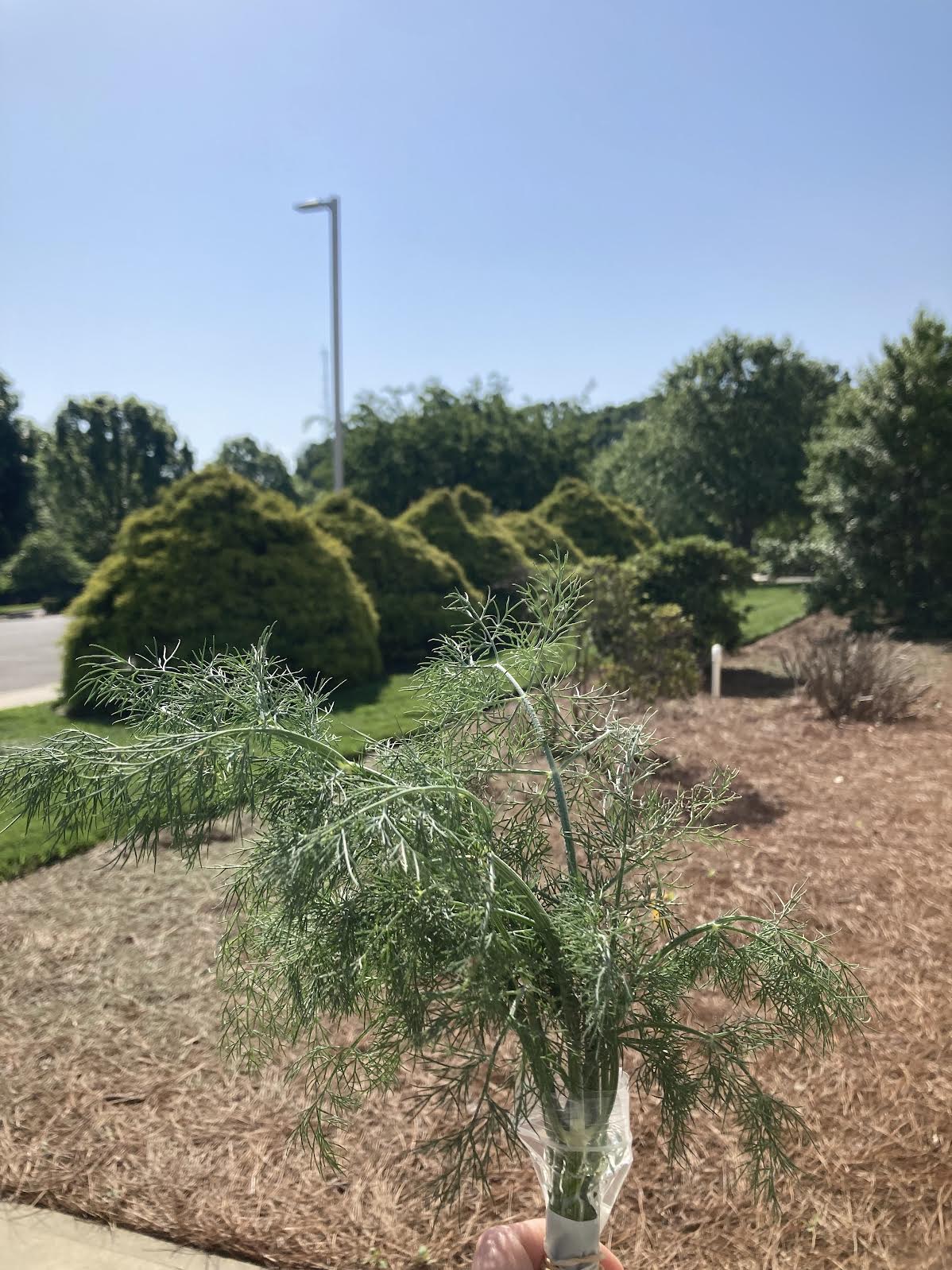 Dill - Boy & Girl Farm