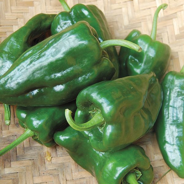 *ORGANIC* Poblano Peppers