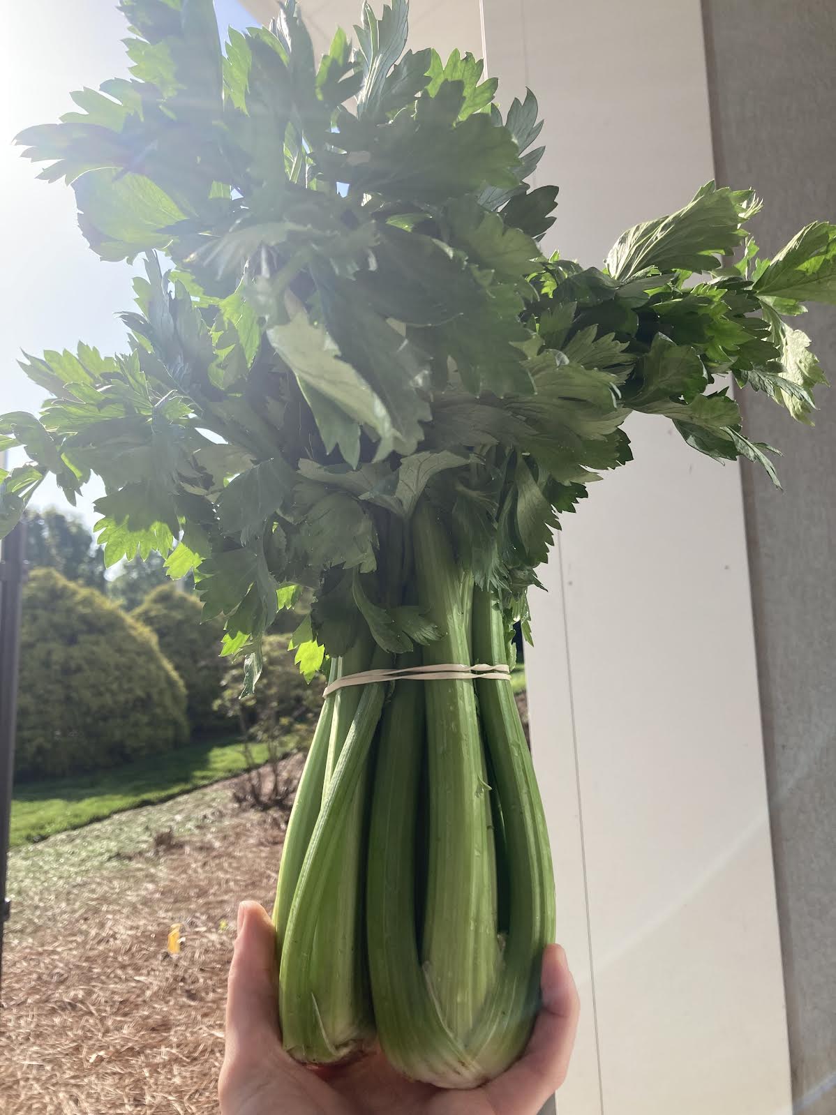 Celery