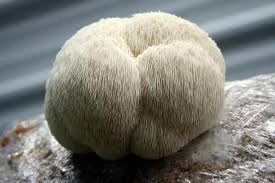Lion's Mane