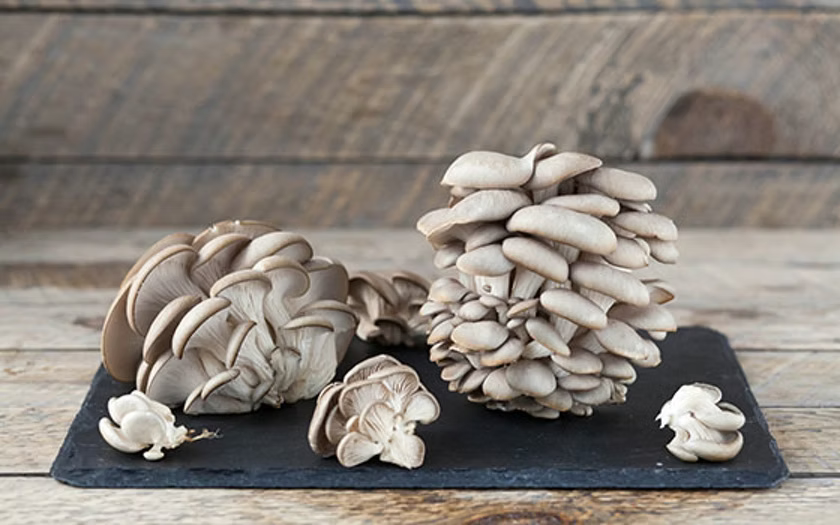 Oyster