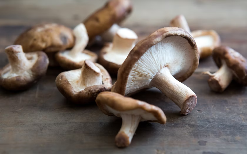 Shiitake