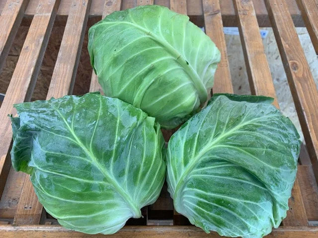 Cabbage, Green