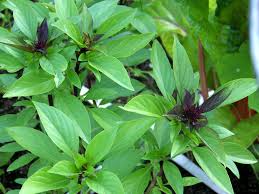 Basil