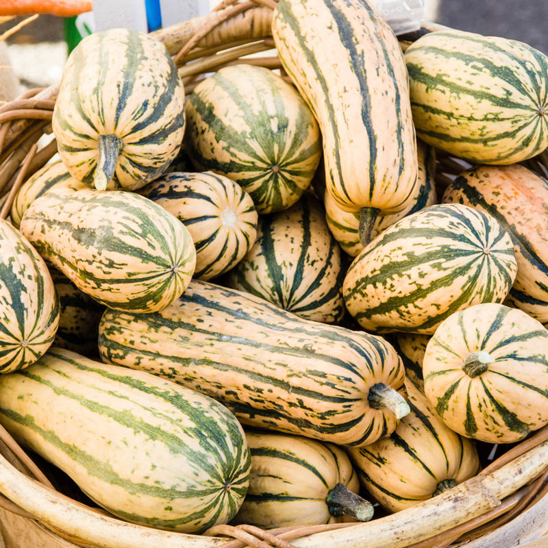 Delicata Squash