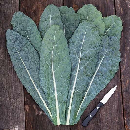 Dino Kale