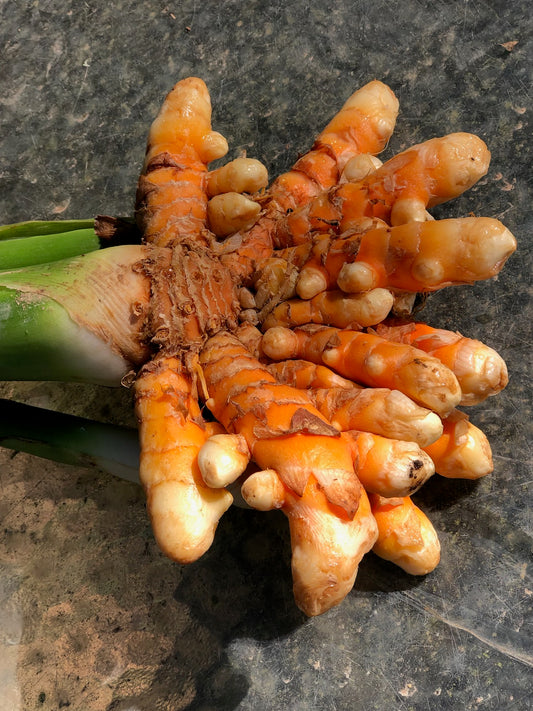 Turmeric bulb: DabHar