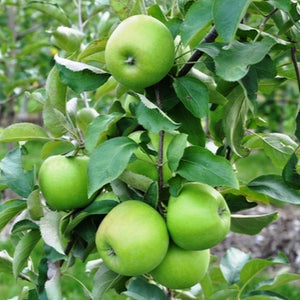 Granny Smith Apples