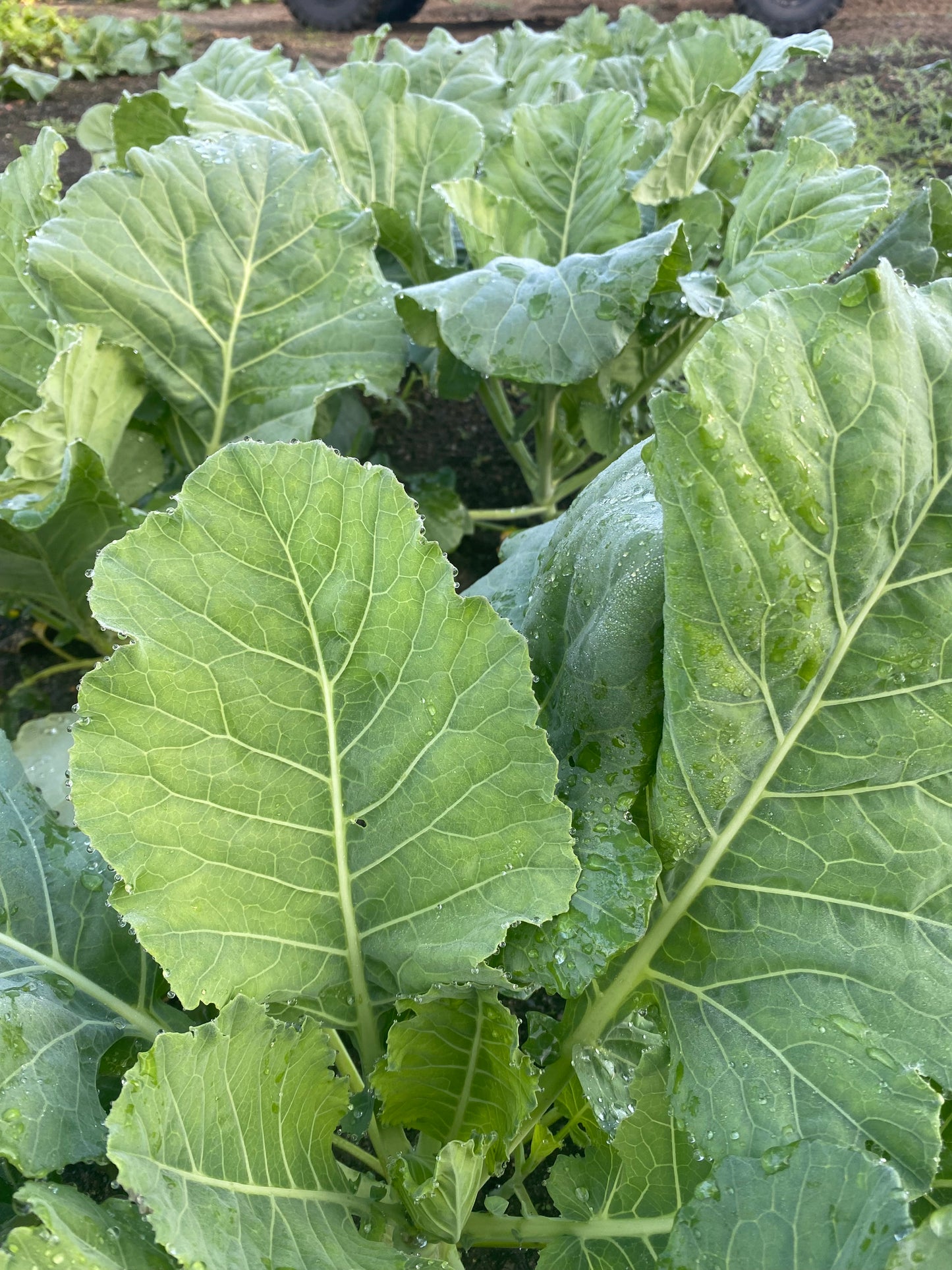 Collards-Lick Branch Farm