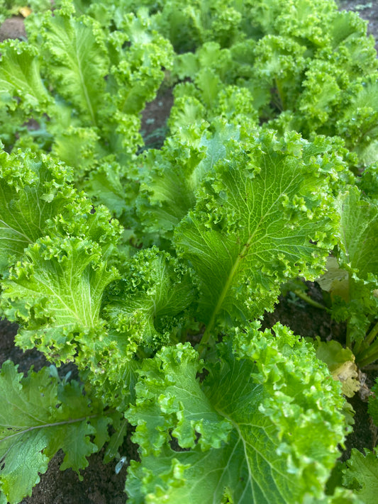 Mustard Green-Lick Branch Farm