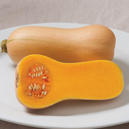 Butternut Squash