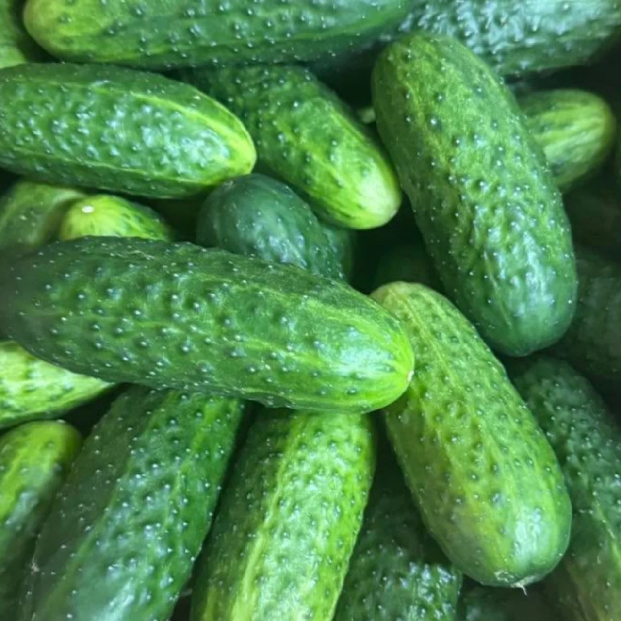 Cucumber, Pickle