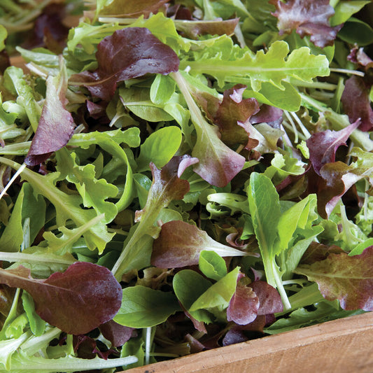 Salanova Lettuce Mix