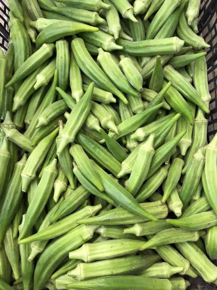 Okra