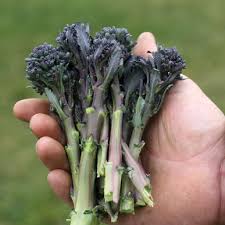 Broccolini