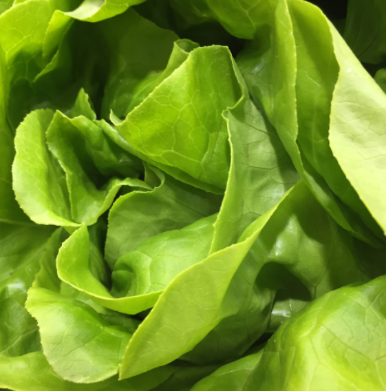 Butter Bibb Lettuce