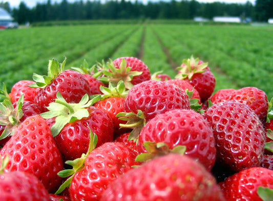 5 Gallon Frozen Whole Strawberries