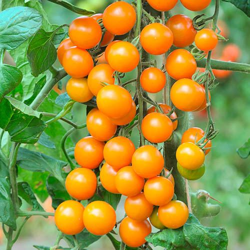 Sungold Cherry Tomatoes