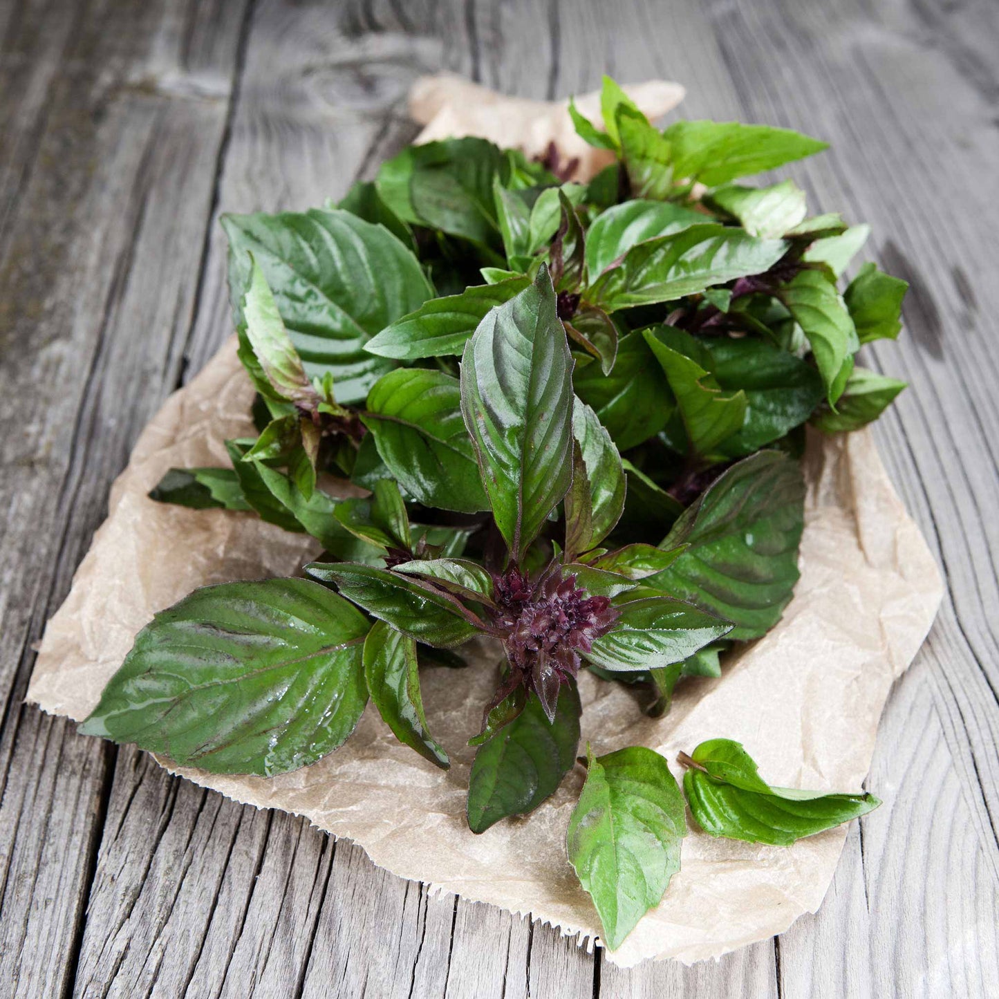 Basil