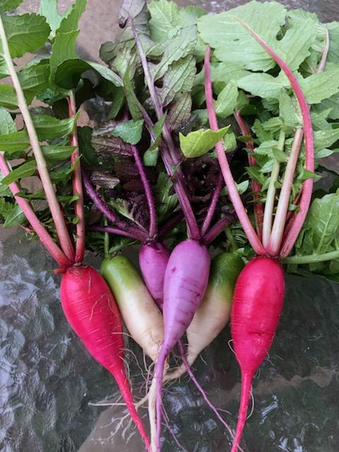 Daikon Radishes