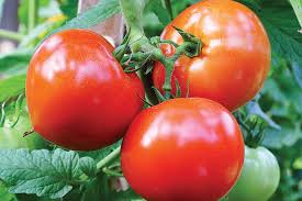 Red Celebrity Tomatoes