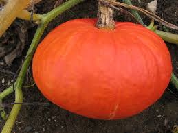 Sunshine Kabocha Squash