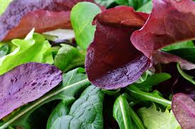 *ORGANIC* Lettuce Mix