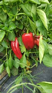 Red Marconi