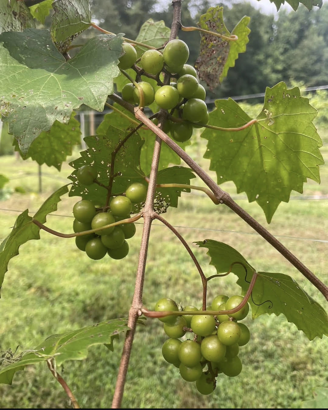 Bronze Scuppernongs