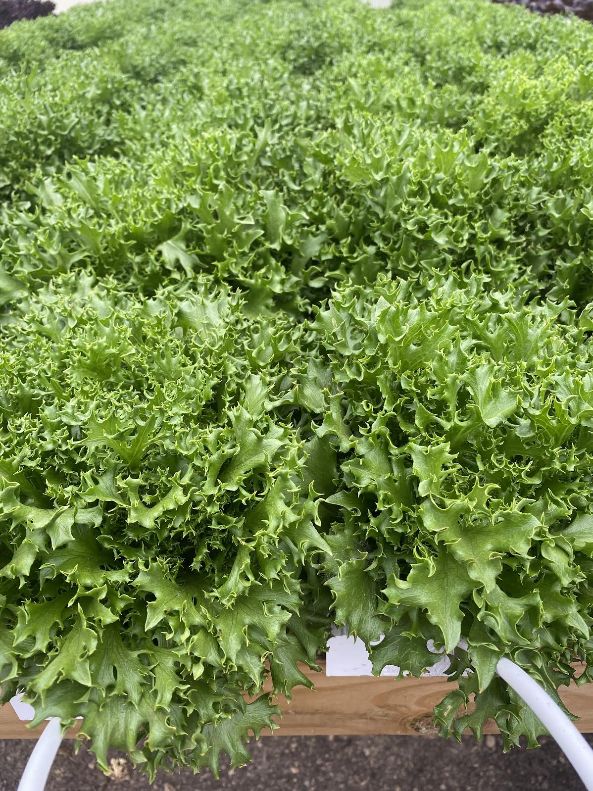 Leaf Lettuce-Lick Branch Farm