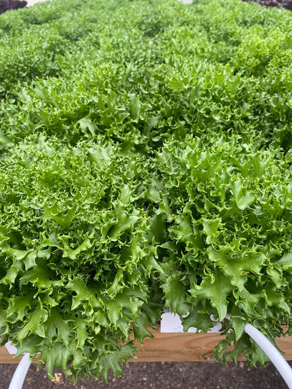 Leaf Lettuce-Lick Branch Farm