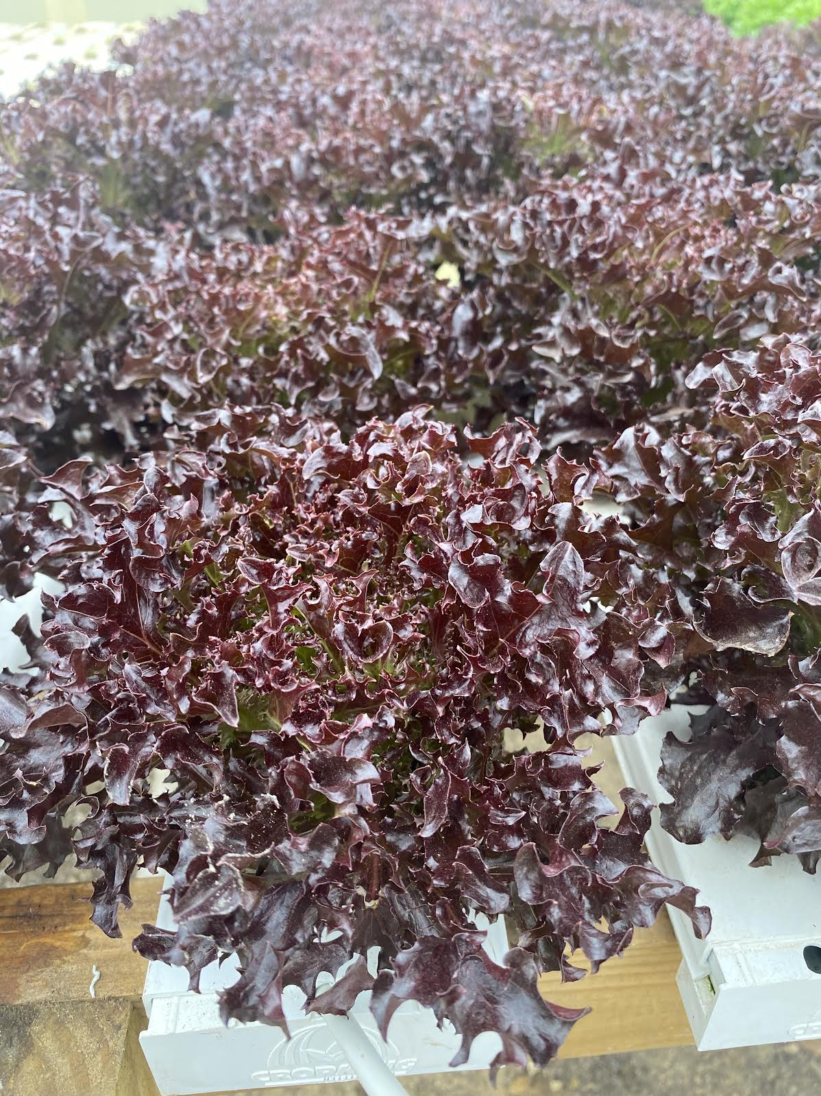 Leaf Lettuce-Lick Branch Farm