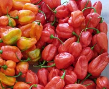 *ORGANIC* Aji Dulce Peppers
