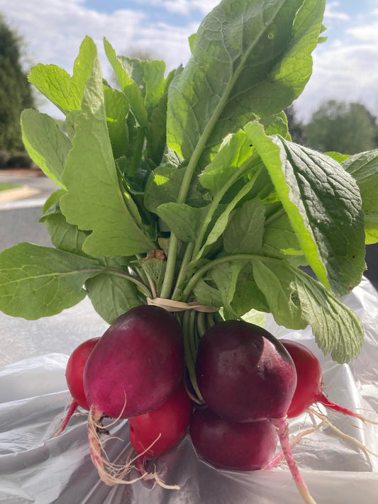 Salad Radishes