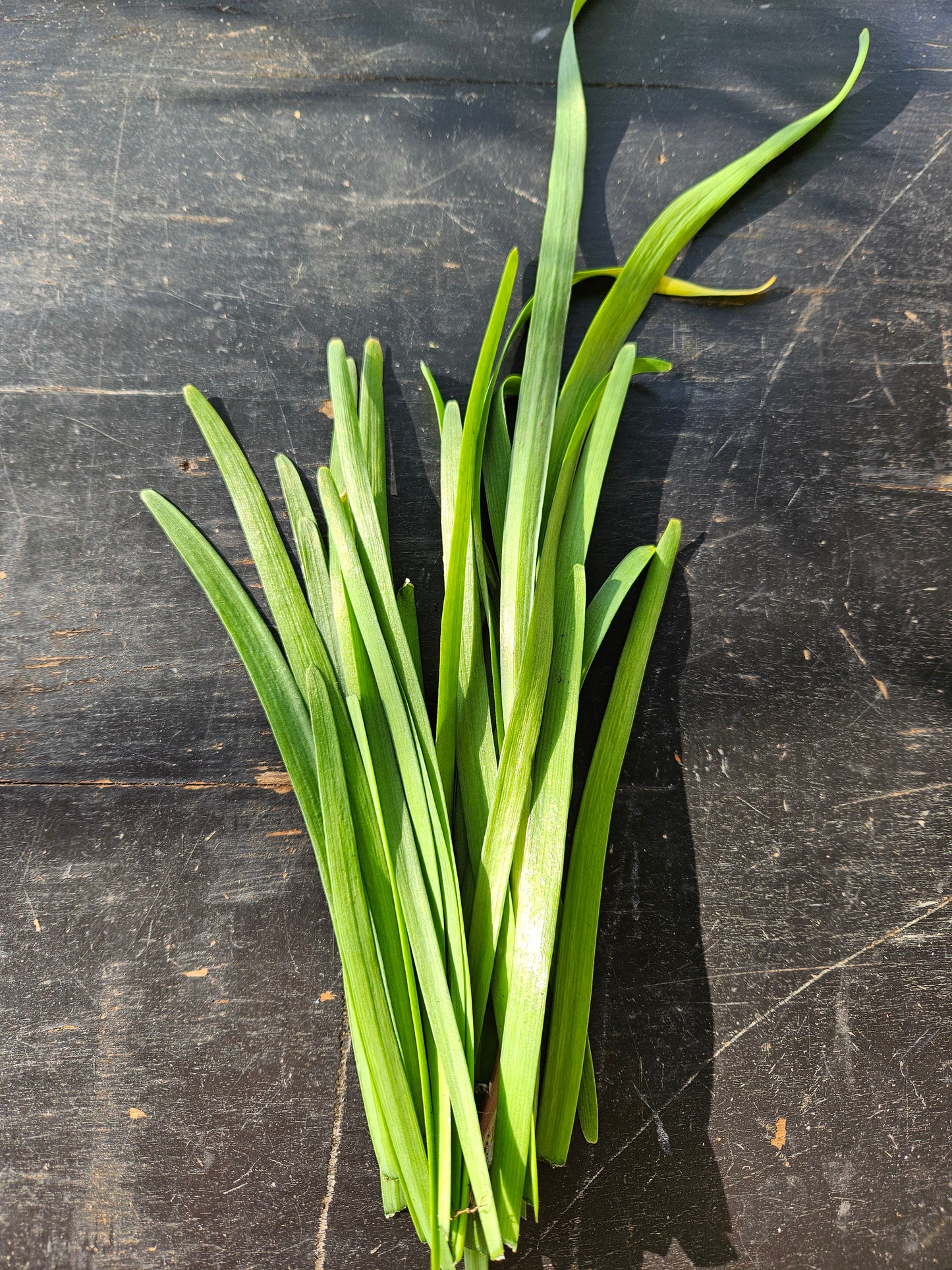 *ORGANIC* Garlic Chives