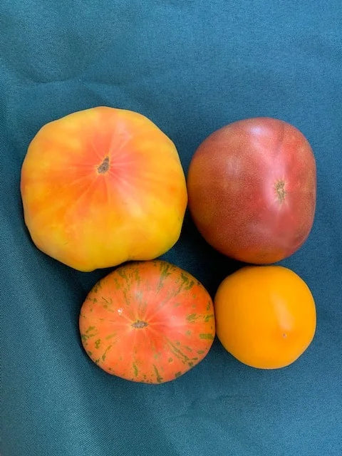 Tomato, Heirloom Mix