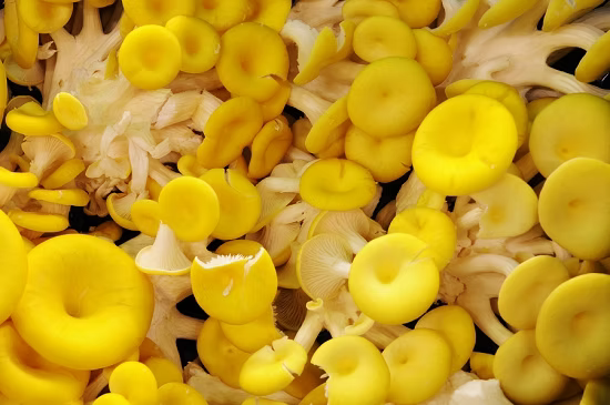 Oyster Mushrooms