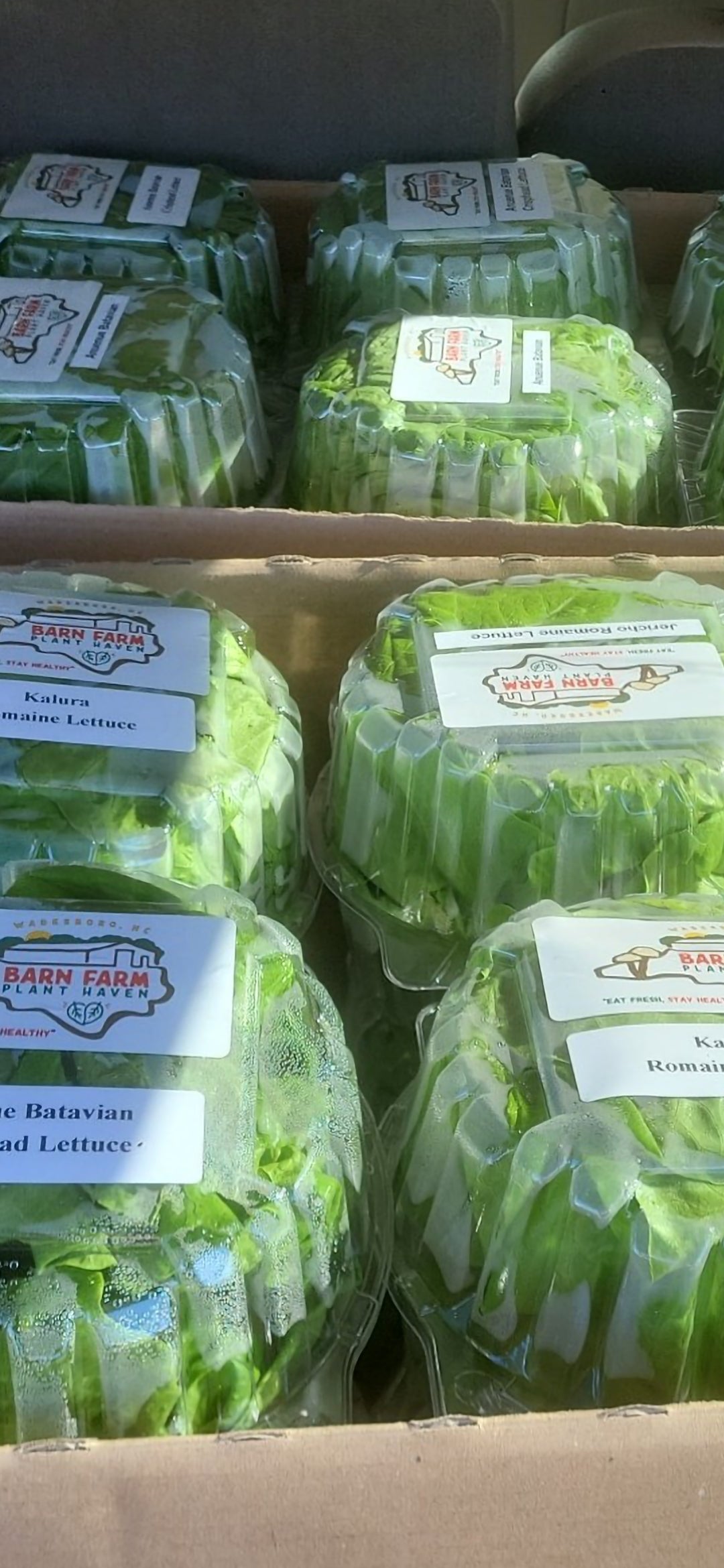 Green Butter Lettuce