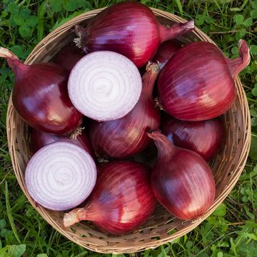 Red Onion