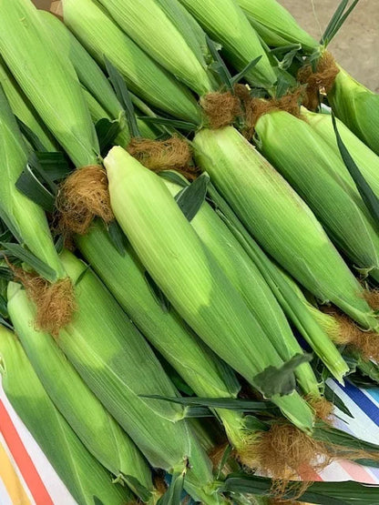 Corn, Bi-Color