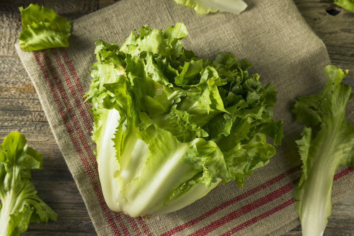 Escarole Lettuce