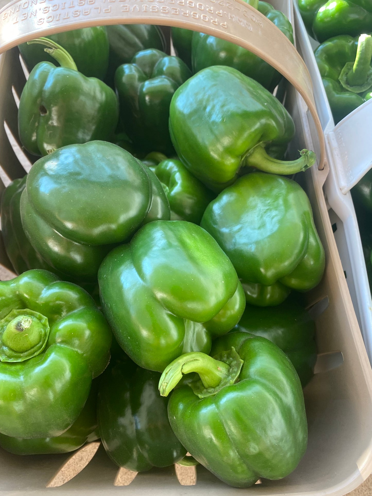 Large Bell Pepper -Lick Branch Farm