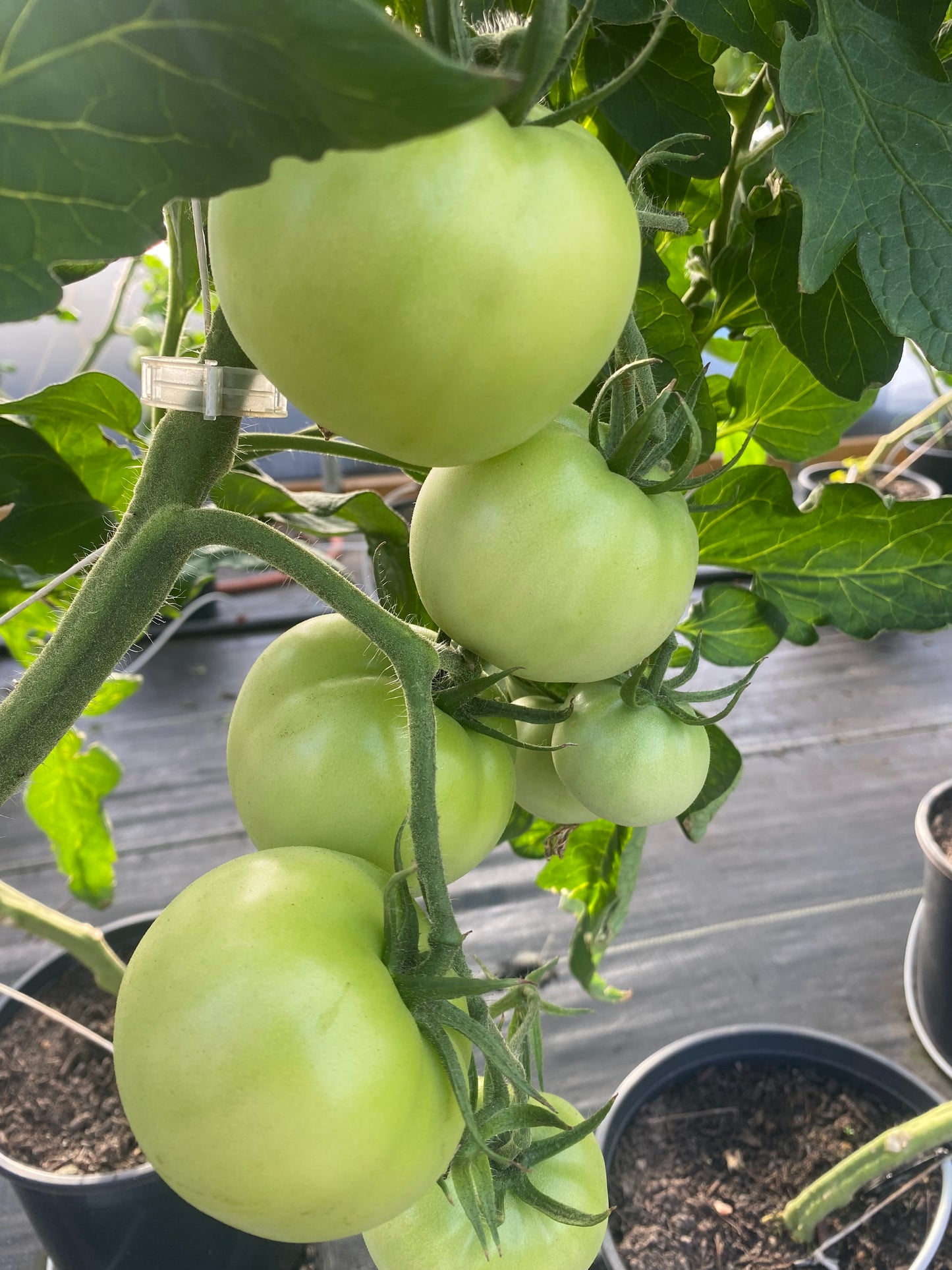 Green Tomatoes -Lick Branch Farm