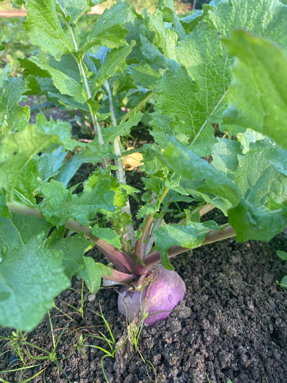 Turnip Greens/with root -Lick Branch Farm