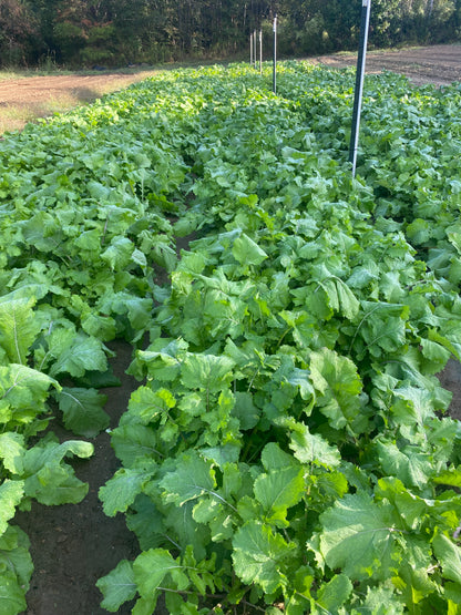 Turnip Greens/with root -Lick Branch Farm