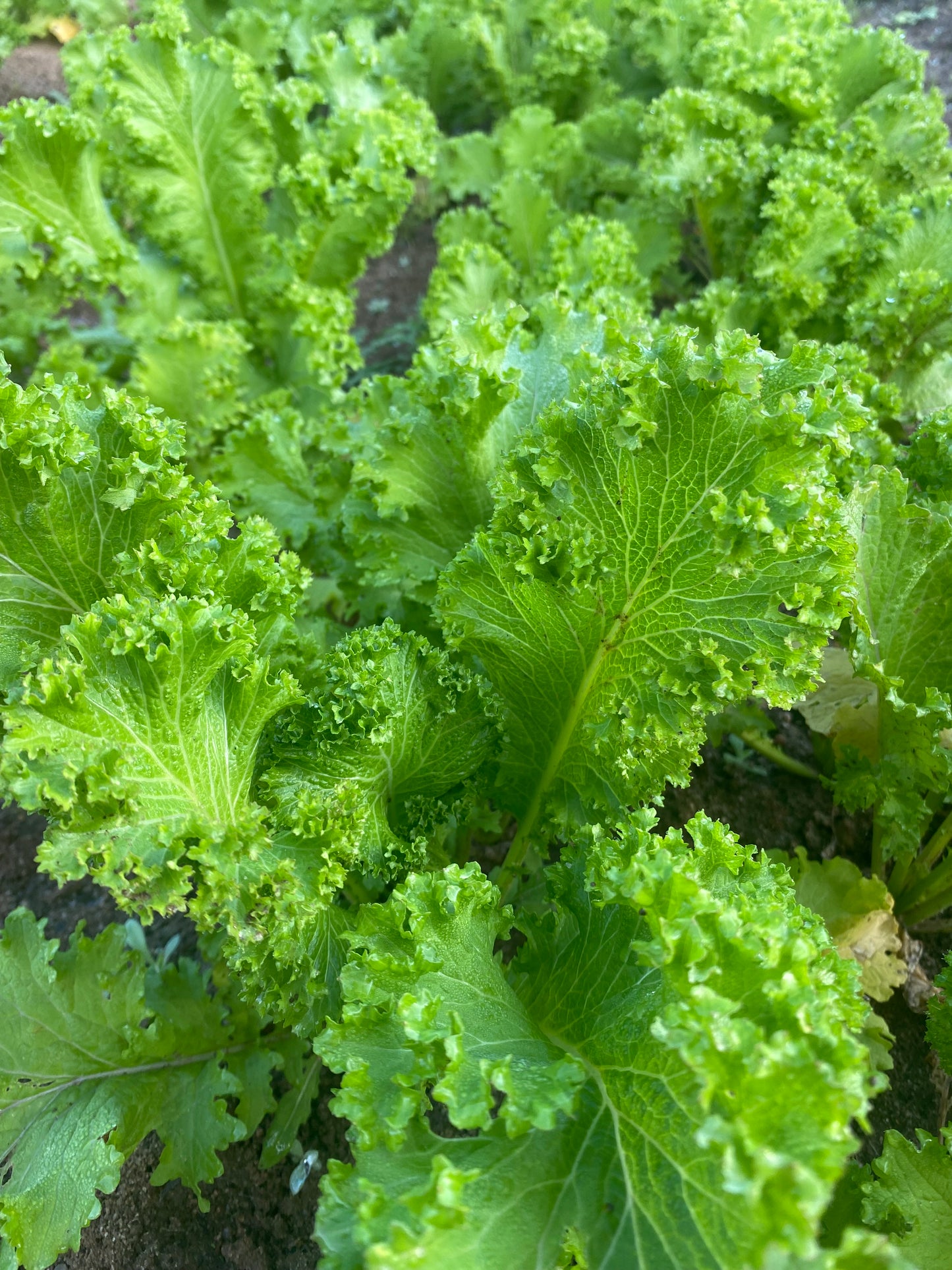 Mustard Green-Lick Branch Farm