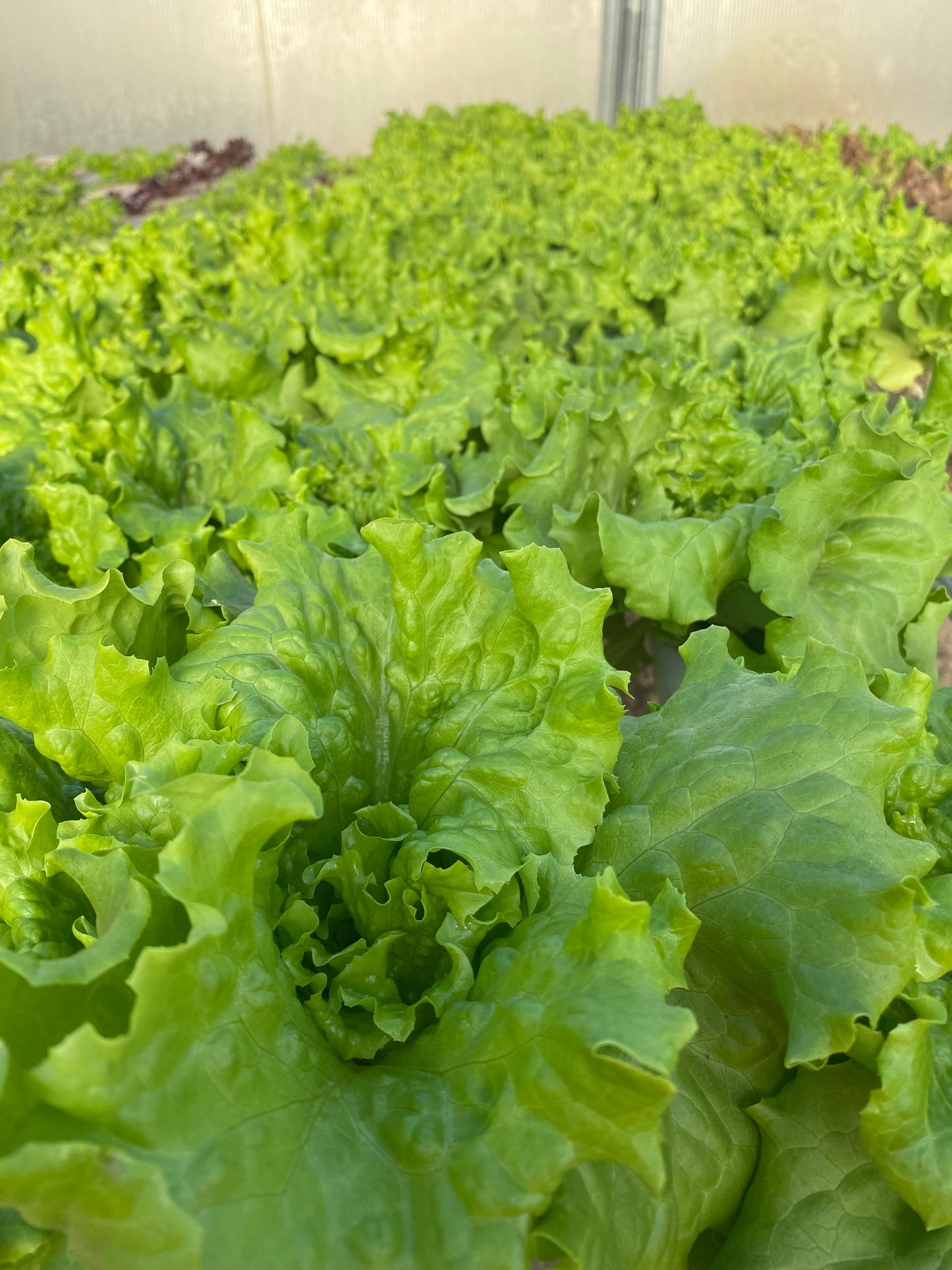 Leaf Lettuce-Lick Branch Farm
