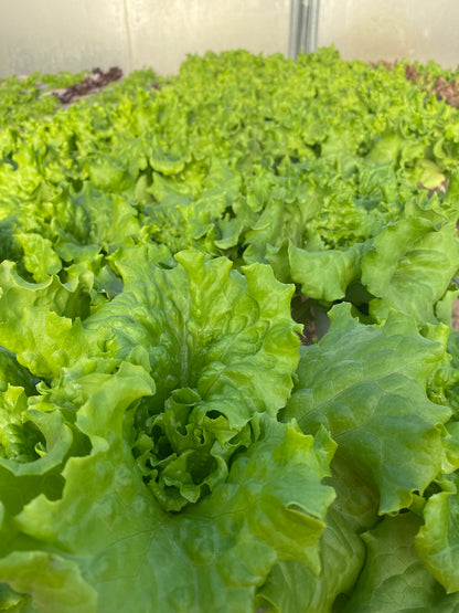 Leaf Lettuce-Lick Branch Farm