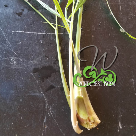 *ORGANIC* Lemongrass