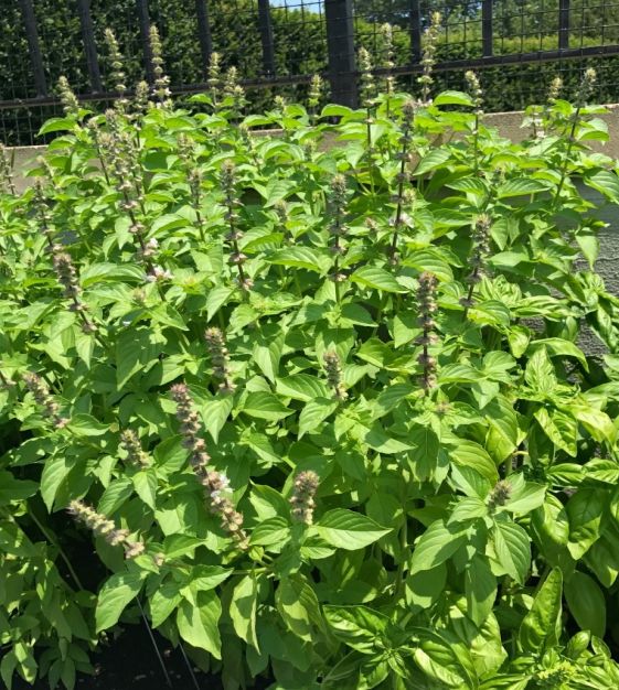 Basil